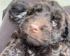 Cockapoo