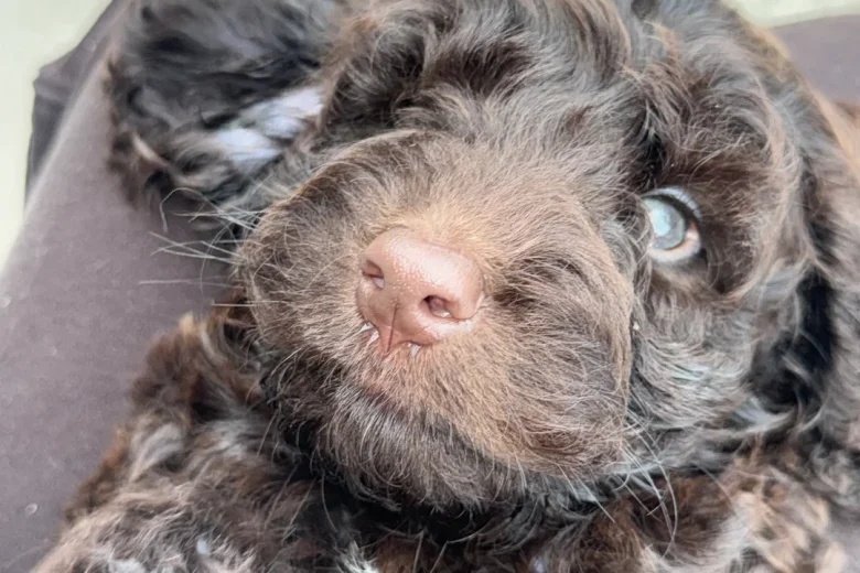 Cockapoo