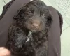 Cockapoo