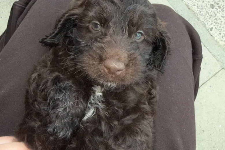 Cockapoo