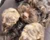 Cockapoo