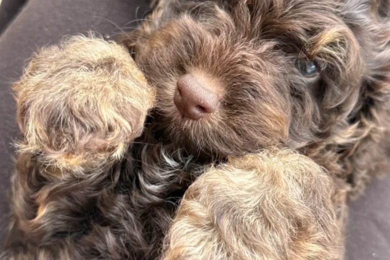 Cockapoo