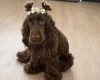 Cockapoo