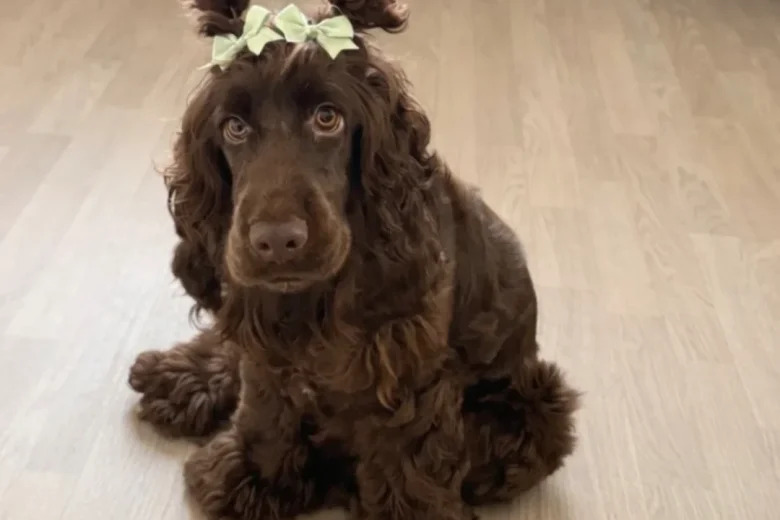 Cockapoo