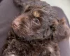 Cockapoo