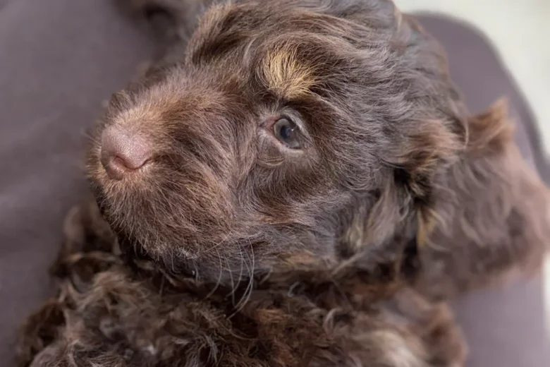 Cockapoo