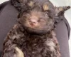Cockapoo