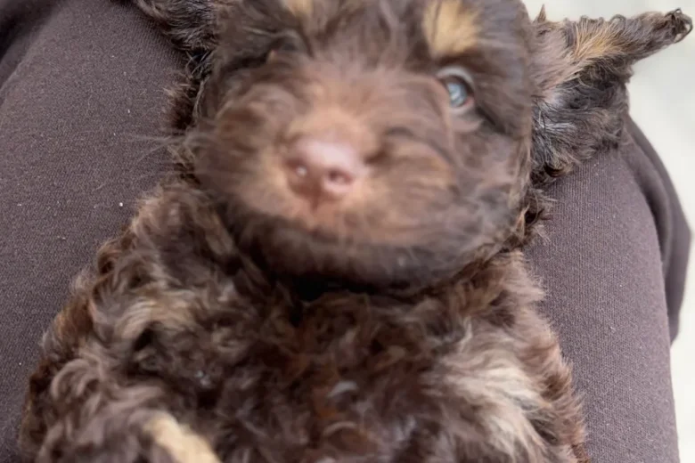 Cockapoo