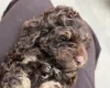 Cockapoo