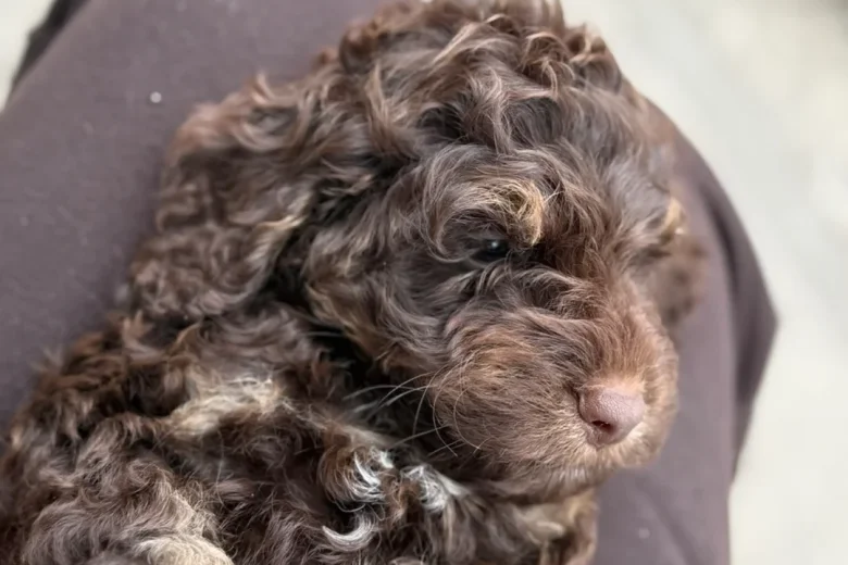 Cockapoo