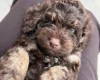 Cockapoo