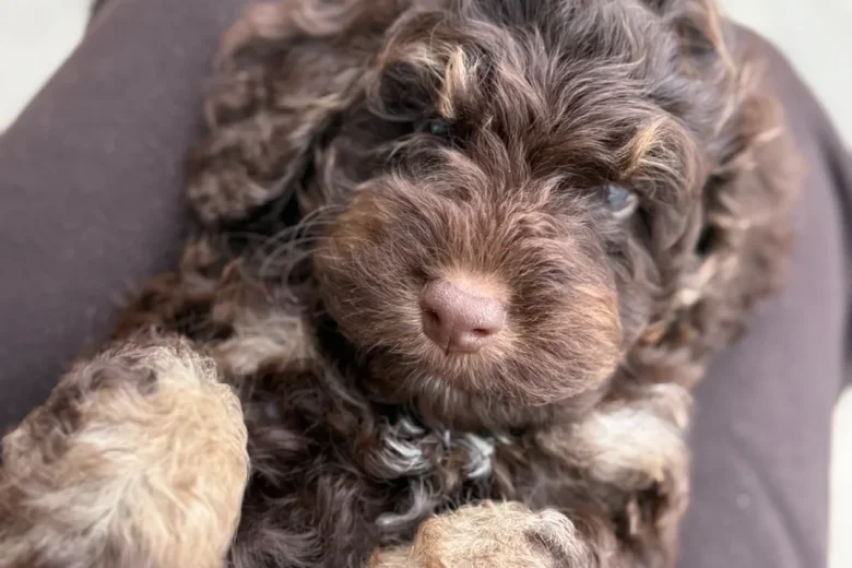 Cockapoo
