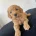 Cockapoo