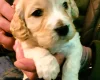 Cockapoo