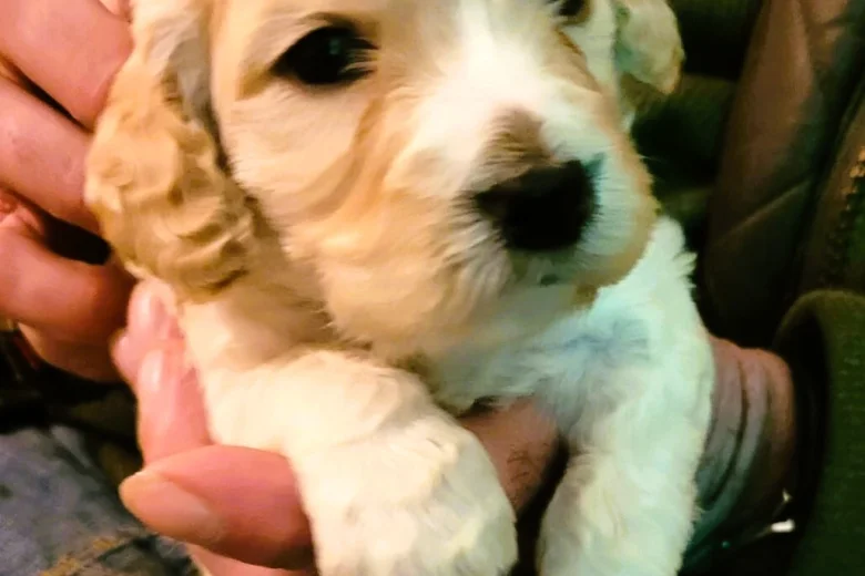 Cockapoo