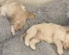 Cockapoo