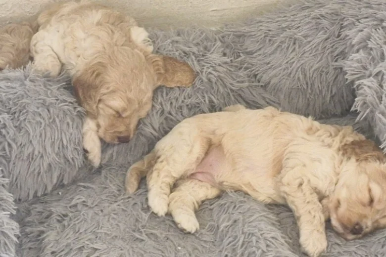 Cockapoo