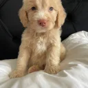 Cockapoo