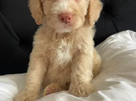 Cockapoo