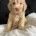 Cockapoo