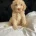 Cockapoo