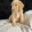 Cockapoo