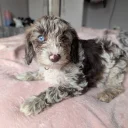 Cockapoo
