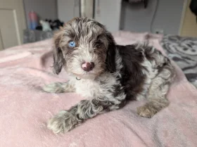 Cockapoo
