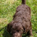 Cockapoo