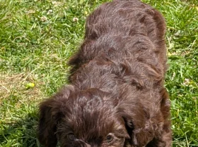Cockapoo