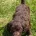 Cockapoo