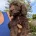Cockapoo