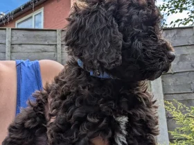 Cockapoo
