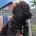 Cockapoo