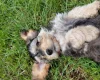 Cockapoo
