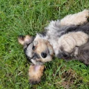 Cockapoo