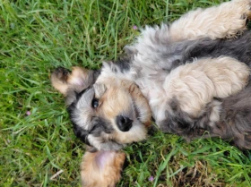 Cockapoo