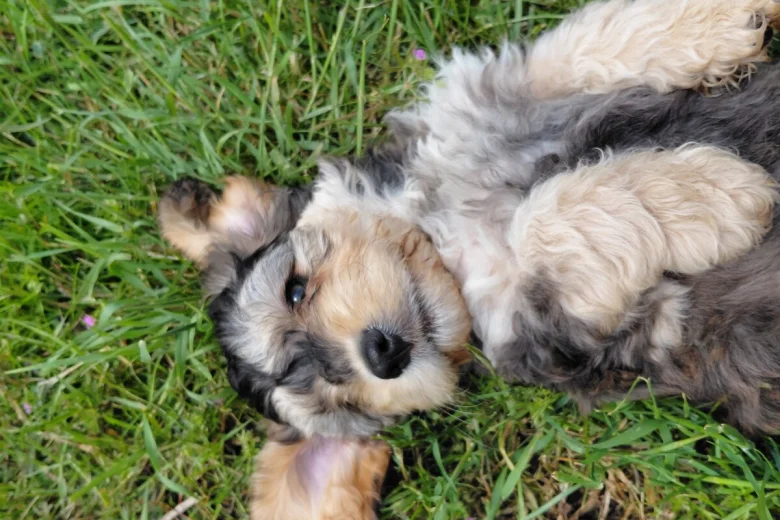 Cockapoo