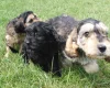 Cockapoo