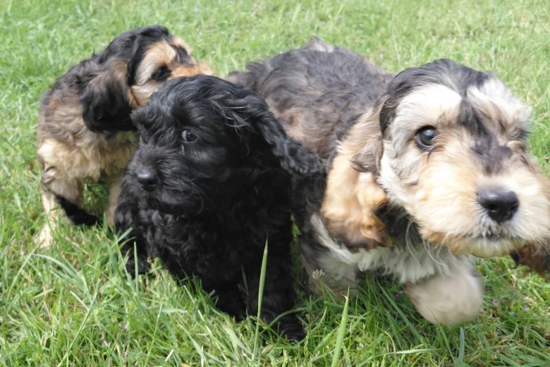Cockapoo