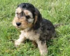Cockapoo