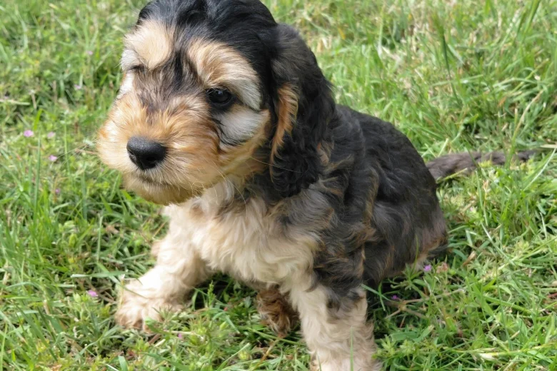 Cockapoo