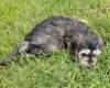 Cockapoo