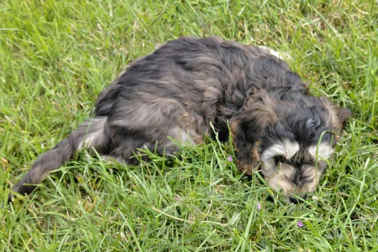Cockapoo