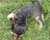 Cockapoo