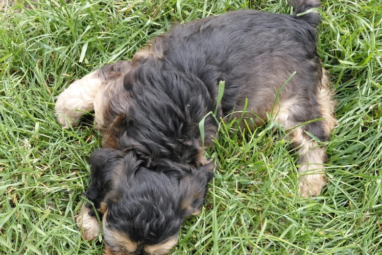 Cockapoo