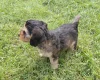 Cockapoo