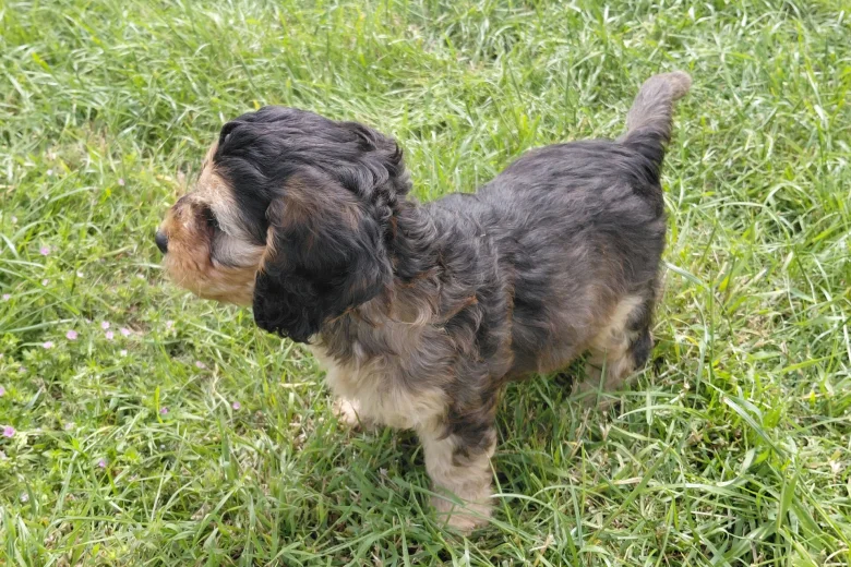 Cockapoo