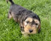 Cockapoo
