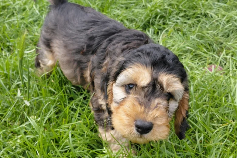 Cockapoo